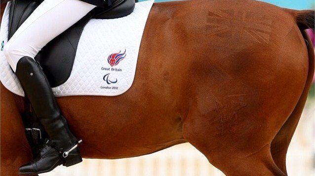 StirruplessLife's profile picture. Living life in the saddle, but without the stirrups.