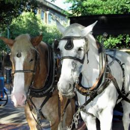 Tips, tours, and travel information for the Savannah, Georgia area. Follow me for news and updates, as well as tour discounts.