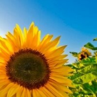Sheila McCabe (@smccabe_o) 's Twitter Profile