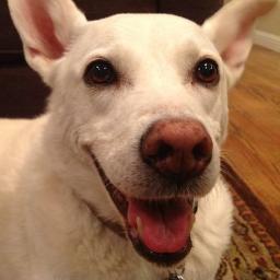 Pentester, all the colored hats, cybersecurity enthusiast. dogs are better than humans