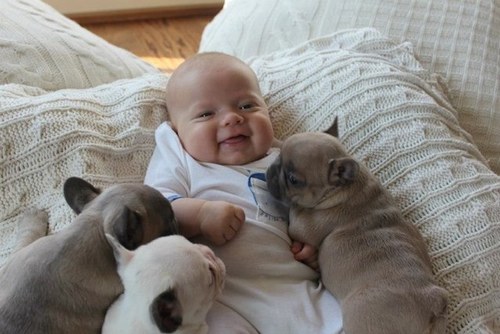 Ontario Kennel Services connecting loving dog buyers with registered puppies. Pedigreed dogs starting from $1695 + taxes.
