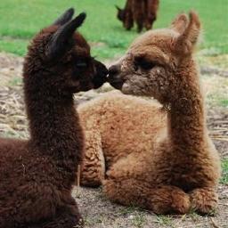 CrystalLakePaca's profile picture. A high quality alpaca farm and boutique in Frankfort, MI. Cloak yourself in luxury with alpaca, which is warmer than wool and softer than cashmere!