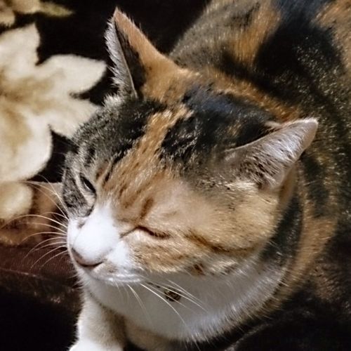 気が向いた時にぽつりと。ここにはとくになにもありません。