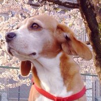 ビーグル犬を愛し救ける会 (@rei_666_rei) Twitter profile photo