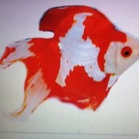 yuker's-chihuahuas(@riyoukin) 's Twitter Profile Photo