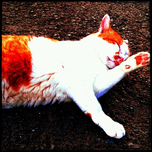 20↑🐈