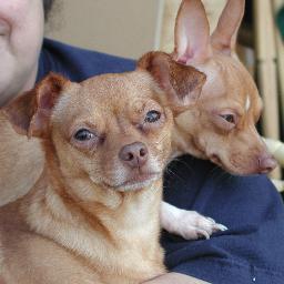 Computer tech/nerd, yo habla Espanol, health nut, holistic medicine, music lover, dog lover.