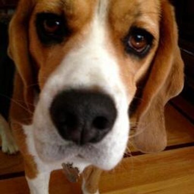 my beagle pissed on me My beagle pissed on me