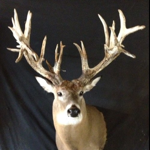 Over 30 years of Taxidermy