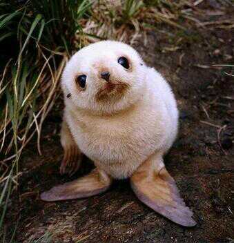 FoquitaBebe's profile picture. Soy una foca bebé.


https://t.co/kzybw39eR7


Cartitas de amor, bussines etc. ---≠ lafoquitabebe@gmail.com