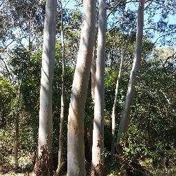 WolliCreek's profile picture. Bulldogs,Sunderland,Ashes,Bushcare, Cricket,Soccer,Rugby League,Trad Music, Beach,Swimming,Cats,Dogs,Bushwalking, Pubs, Barbys,Maths,Computers,Home Brew.