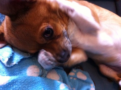 sammilou68's profile picture. 3 girls, 3 grandsons, 1 husband, 1 crazy dog Bella. Love my crafty hobbies and the gym