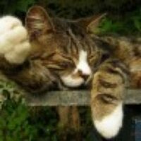 Cathryn Moult (@catofsnorbens) 's Twitter Profile