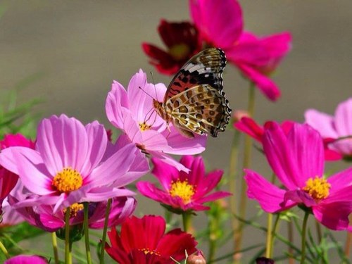 Mesishka's profile picture. 