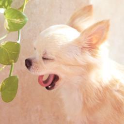 ペット犬のチワワ（ましゃ）を飼ってます。犬の雑学や自分で調べて知った犬の豆知識なんかをつぶやいています。フォロー歓迎です＾＾とても多くのメッセージをいただいてますが、忙しくて返信できないことがあります。感謝です！