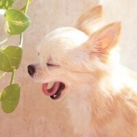 ましゃ＠ペット犬まめ知識 (@mashagmail) Twitter profile photo