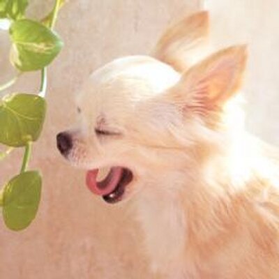 ましゃ ペット犬まめ知識 Mashagmail Twitter
