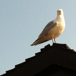 kykladesdesign's profile picture. 