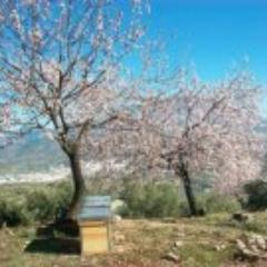 beegardenmalaga Profile Picture