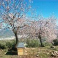 BEE GARDEN (@beegardenmalaga) 's Twitter Profile Photo BEE GARDEN (@beegardenmalaga) 's Twitter Profile Photo