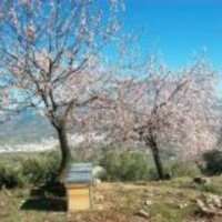 BEE GARDEN(@beegardenmalaga) 's Twitter Profileg