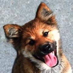 まめ吉 (@mamekichi38) / Posts / X