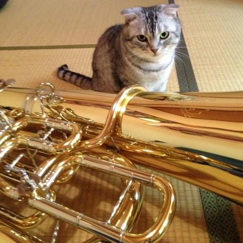 Tuba吹いてます。オーケストラ、金管アンサンブル、チューバアンサンブルやってます。