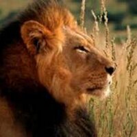 Autrey Mill Middle (@ammslions) 's Twitter Profile Photo Autrey Mill Middle (@ammslions) 's Twitter Profile Photo