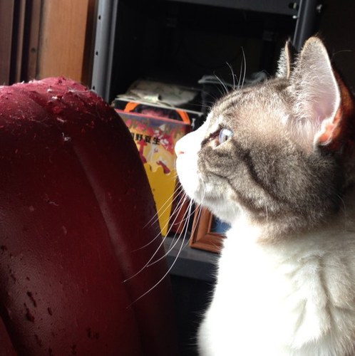 晴耕雨読 #猫/ #プロレス/#北海道/#福山市/#単身赴任