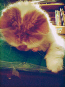 AngoraPersian Cat | #miaowimut | cp : @mariacheriee