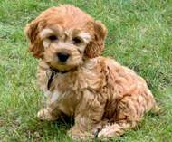 CockapooLover11's profile picture. All Things Cockapoo