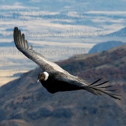 Specializing in Photo Safaris throughout Patagonia and beyond.