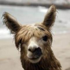 Alpaca Futures Analyst - South Florida Camelid Review, Contributing Editor Andean Camelid Weekly