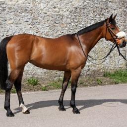 WH Bloodstock aims to produce Group Class performing Arabian racehorses.