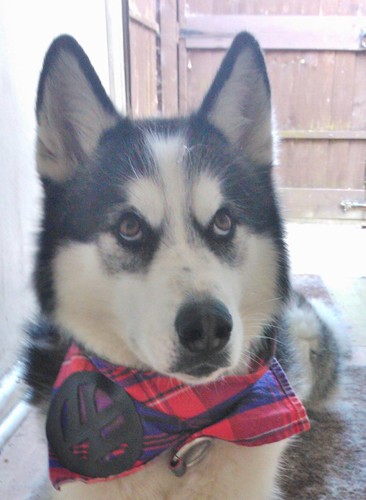 vegan 🌱 animal lover🐕 passionate about the environment🌎 and lover of life 🙂, surfer🌊🏄 , snowboarder 🏂🤙 adventures with my husky ,love a bit of horror 🎃