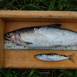 Twitter feed of the Fish-Sci mailing list: summary of posts and links of interest to list-members (fish biologists, 
scientists etc). Managed by @chris_harrod