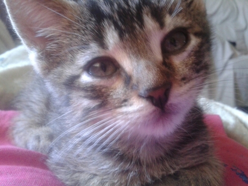 jijiji hola