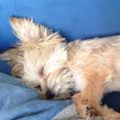 I am a Morkie. A Maltese/Yorkie mix. And the cutest dog ever. Since my dad works from home now, I either sit and sleep in his lap or bark at him to take me out.