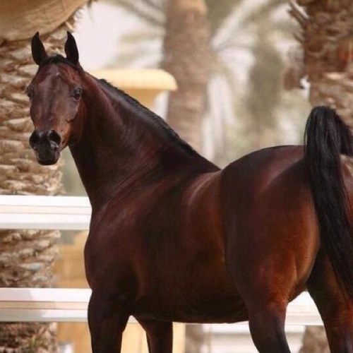 اشبع عيونك بمشاهد  محبيك  لايهمك بعض القلوب وحسدها  الناس   مايهمها  حب   مغليك   يهمها  كره   القلوب    لبعضها