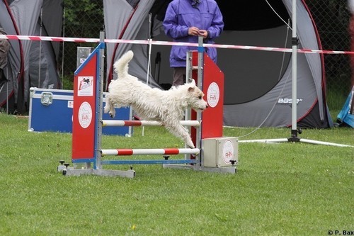 HondenSportCentrum Nicole is vanaf 2006 gevestigd in Alphen. U kunt bij ons terecht voor behendigheid, puppy- en gehoorzaamheidstrainingen en praktijkspeuren.