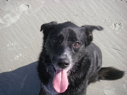 I love my dog - and some of you people.