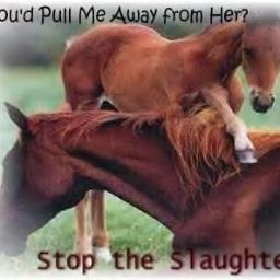 Saving horses one horse at a time! Fighting to end horse slaughter!! Stop the BLM roundups. Wild horses should stay wild and not in holding facilities.  Vegan.