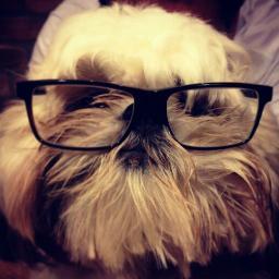 FC dedicado ao CãoMoso mais amado do Brasil e do Mundo (@dog_flavinho)