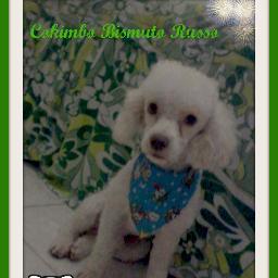 Soy feliz de ser un Perro #VivanLasMascotas #Venezuela #OneDirection #FollowBack