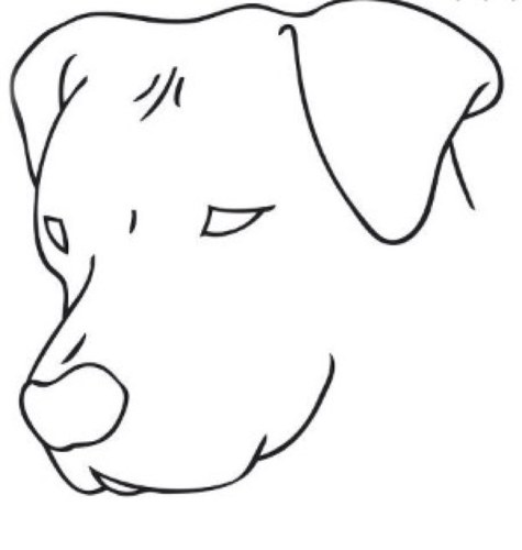 ModernDogCT's profile picture. Madison's Source For All Your Modern Dogs Needs