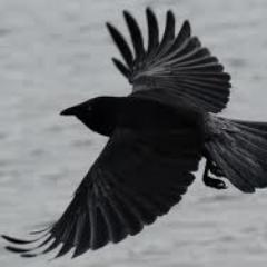 Rammstein fan
CROW clan