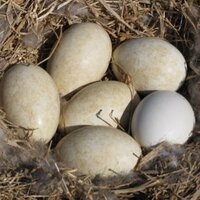 NW MN Biologist (@nwmnbiologist) 's Twitter Profile