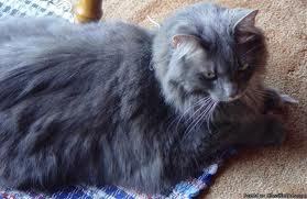 JusticeforSam's profile picture. 