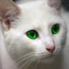 The name's Frostblaze, of Riverclan. Want to know me? Try. Not so secret mate:@_Appleshine_. Theme: Moving Mountains, Two Steps From Hell
