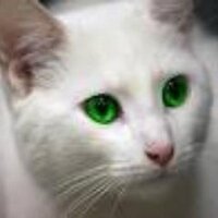 Frostblaze (@frostoftheclans) Twitter profile photo